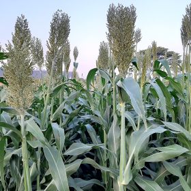 SORGO SILERO AGRI 001 E