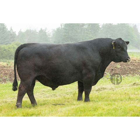 SMX INVEST 072H ET  - Aberdeen Angus