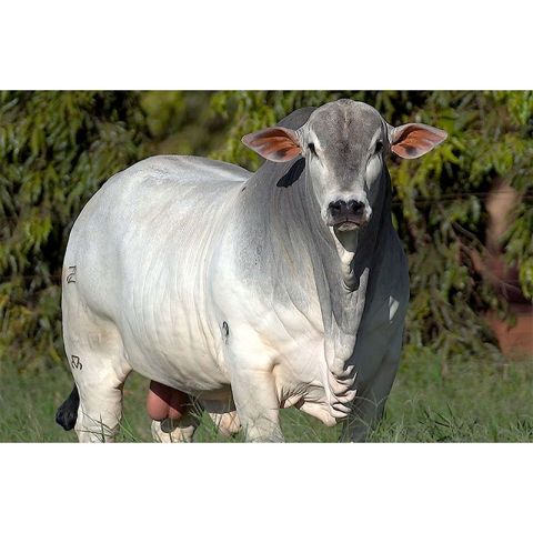 OBOM RG - Nelore Mocho