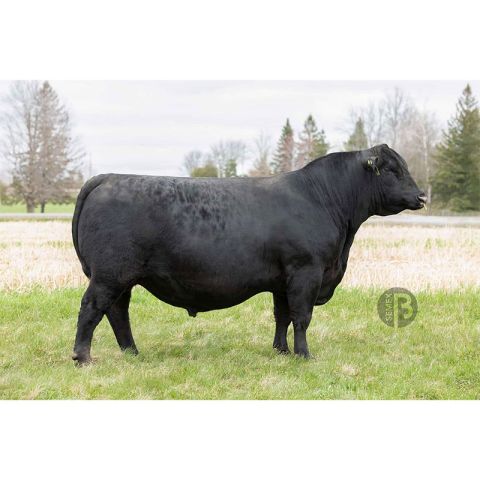 LINZ MAGNUM 9902 - Aberdeen Angus