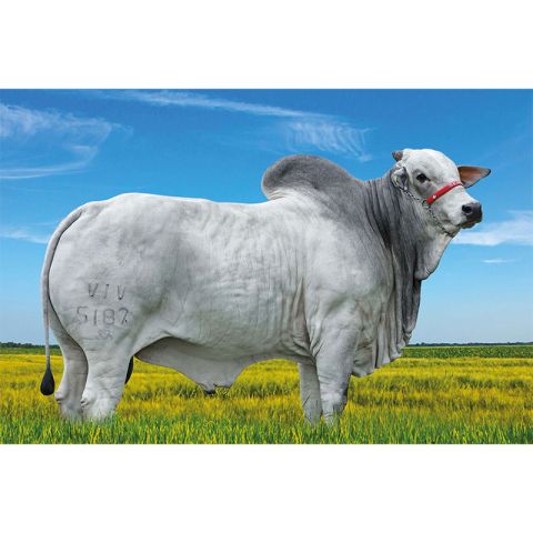 OIAPOQUE FIV PRONEL - Nelore PO