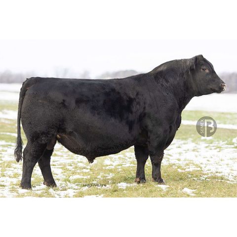 SMX ENDORSE 070H ET  - Aberdeen Angus