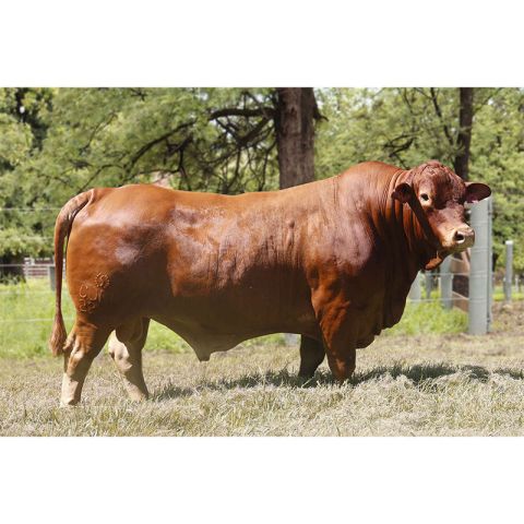 2221 DA CONQUISTA FIV 