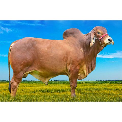 VPJ MR. FRENCH 1039 - Red Brahman